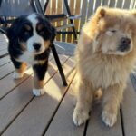 A Puppy and Her Blind Dog Friend Melt Hearts With Their Beautiful Daily Walks