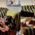 Video Shows Senior Rescue Dog Clearly Expressing His Feelings About Fur Trimming
