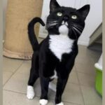 Charming Cat With Star-Like Personality Is Now Looking for a Loving Home