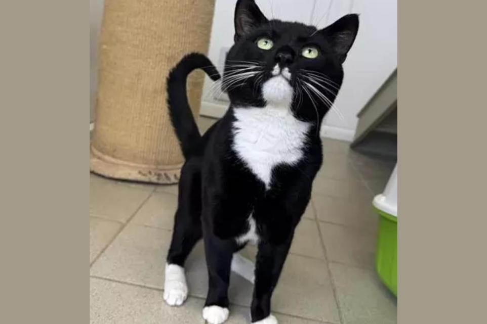 Charming Cat With Star-Like Personality Is Now Looking for a Loving Home