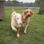 Two Dogs Rescued From a 200-Animal Household Now Searching for a Loving Home