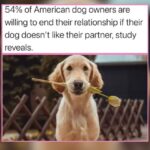 24 Derpy Dogs Guaranteed to Make Dog Lovers Around the World Smile