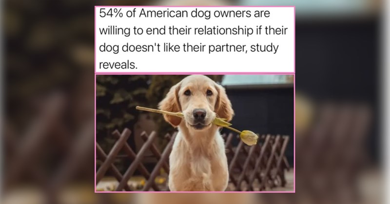 Derpy Dogs Guaranteed