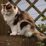 Warning Issued for Cat Owners This March in the UK—What You Need to Know