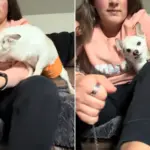 Senior Rescue Dog Has Heartbreaking Reaction Every Time His Owner Puts on Shoes