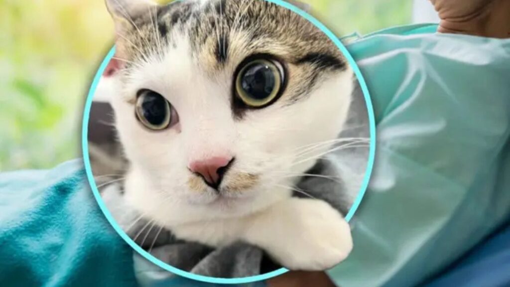 China Pet Shop Owner Finds