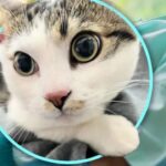 China Pet Shop Owner Finds Abandoned Cat With Touching Note and Cash From Elderly Owner