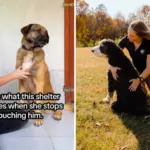Hearts Break as Shelter Dog Struggles Not to Shut Down—“You Can See It in His Eyes”