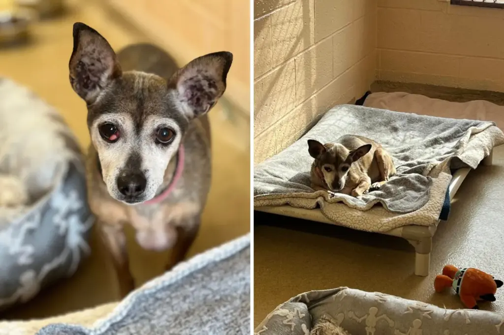 Shelter Receives Call