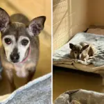 Shelter Receives Call About Senior Dog—Then Staff Discover His File Dating Back to 2016