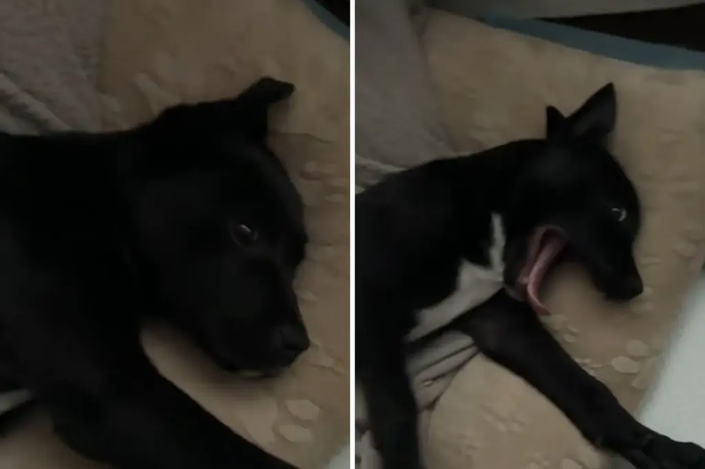 Copy-of-32-Split-Screen-2026-03-11T131028.284