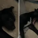 Rescue Puppy Sleeping in a Bed for the First Time After Life Outside Melts Hearts