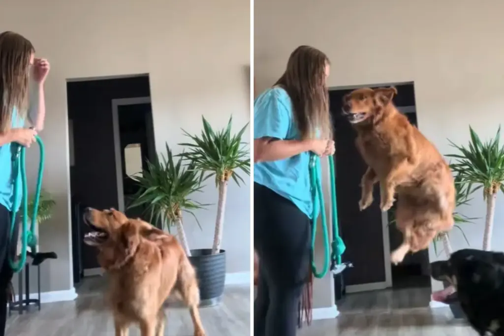 Golden Retriever Gets the Zoomies but Vertically—Owner Reveals the Exact Reason