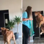 Golden Retriever Gets the Zoomies but Vertically—Owner Reveals the Exact Reason