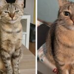 Couple Rescues Tiny Stray Kitten—Later Discover She Is Pregnant and Help Raise the Litter