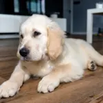 Golden Retriever Puppy Left Uncrated—Owner Shocked by What Appears on Pet Cam