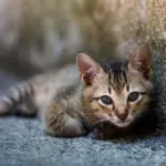 Hearts Melt as Cats Left Behind After Bodega Closure Discover Toys and Catnip