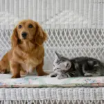 Owner Feared Dachshund and Cat Wouldn’t Get Along—What Happened Next Was Unexpected