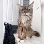 Woman Believes Her Senior Cat Is Saying “Where Are You?” in PetCam Footage