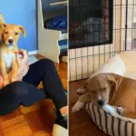 Woman Thought She Adopted a Chihuahua—Then the Dog Kept Growing