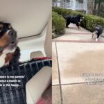 Dog’s Owners Drive 6 Hours to Their Parents’ Home Just to Make Him Happy