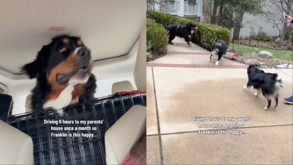 Dog’s Owners Drive 6 Hours