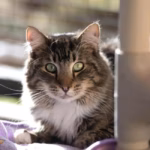 Faces of No-Kill: Shy Shelter Cat Slowly Heals Through Games of Hide-and-Seek