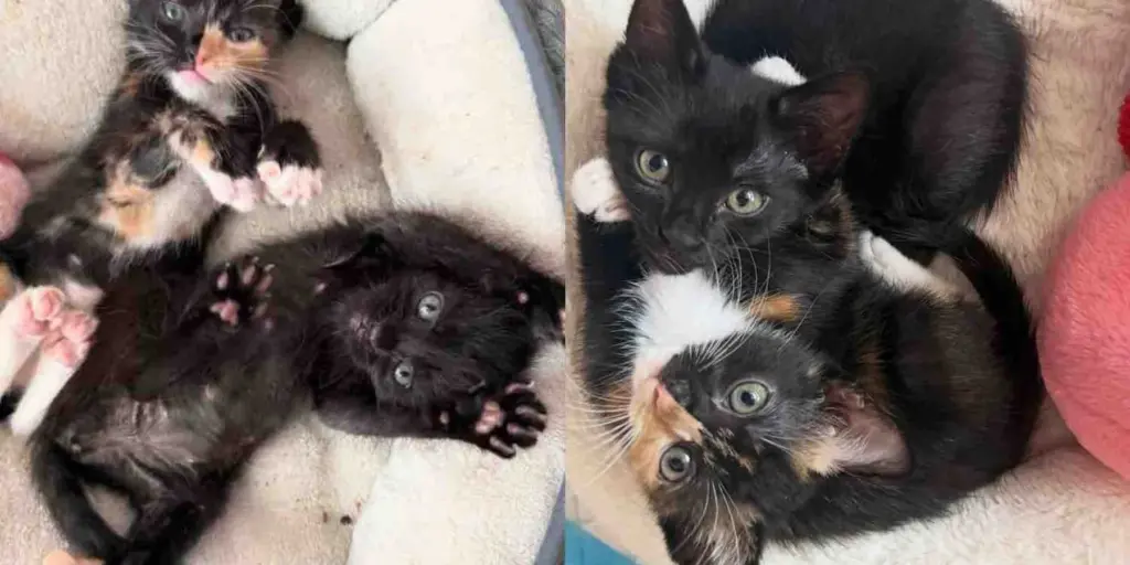 Two Shelter Kittens Taken