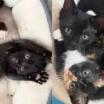 Two Shelter Kittens Taken In Together Quickly Show How Much They Need Each Other
