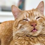 What Really Happens When Animal Shelters Make Pet Adoption Easier