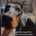 Owner Worried After Dropping Dog at Day Care—Then Sends a Message to the Facility