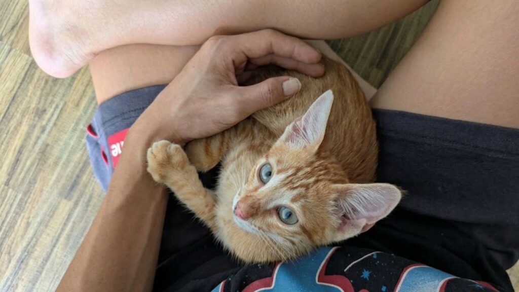 Friendly Three-Month-Old Stray Kitten Found Crying in Bushes Gets Rescued and Starts a New Life