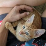 Friendly Three-Month-Old Stray Kitten Found Crying in Bushes Gets Rescued and Starts a New Life