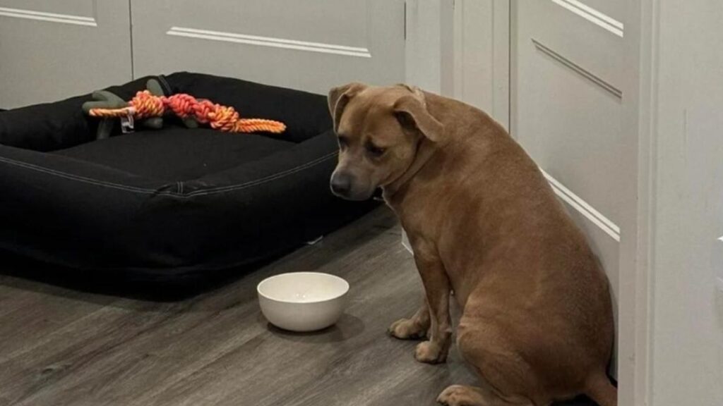 Rescue Dog’s First Night Home vs 24 Hours Later Photo Leaves People in Tears