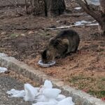 ‘It’s Like He Discovered Love for the First Time’: After a Year of Distance, a Shy Porch Cat Finally Trusts a Couple and Finds a Home