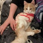 ‘I’ve Always Wanted a Cat’: The CDS Sends a Tiny Orange Kitten Found on the Road, Who Grows Into a Fluffy Creamsicle Cat Named Ducky