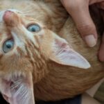 Friendly Three-Month-Old Stray Orange Kitten Found Crying in Bushes Gets Rescued and Forms a Strong Bond With His Saver