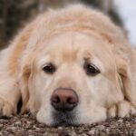 Golden Retriever Finds a “Treasure” During Walk—But Mom Won’t Let Him Keep It