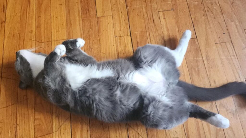 Kind Human Adopts Two Cats