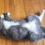 Six Months Apart and Just One Mile Away—Kind Human Adopts Two Cats and Brings Them Together