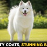 9 Dog Breeds Known for Their Stunning, Velvety and Ultra-Soft Coats
