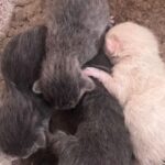 Friendly Stray Cat Shows Up at Home—Family Wakes Up to a Big Surprise in Bed With Four Newborn Kittens