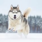 10 Great Dog Breeds That Love Snowy Weather and Outdoor Play