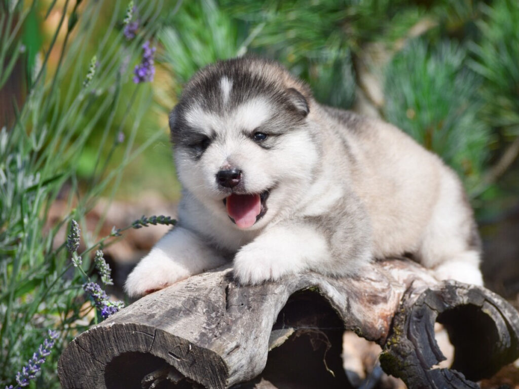 Massive Malamute Bonds