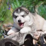 Massive Malamute Bonds With New Puppy Sibling After a Chaotic First Meeting That Melts Hearts