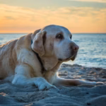 Moment a 17-Year-Old Senior Dog Sees the Ocean for the First Time Will Make You Cry Happy Tears