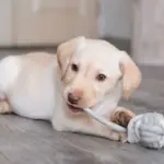 The Best Dog Toys That Keep Your Pet Entertained and Busy for Hours