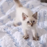 Rescue Kitten Learning How to ‘Make Biscuits’ Is Pure and Wholesome Joy