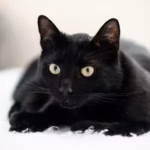 Affectionate Shelter Cat Overlooked for Being ‘Too Loving’ Just Wants a Forever Home