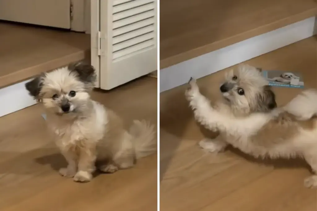 Hearts Melt as Deaf Rescue Dog